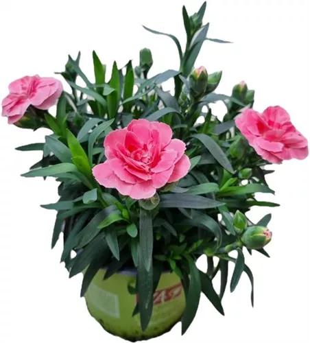 Dianthus caryophyllus 'Oscar® Pink'