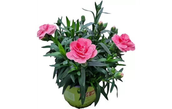 Dianthus caryophyllus 'Oscar® Pink'
