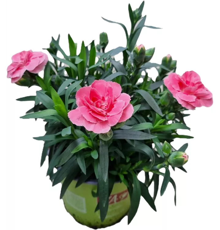 Gartennelke 'Oscar® Pink'