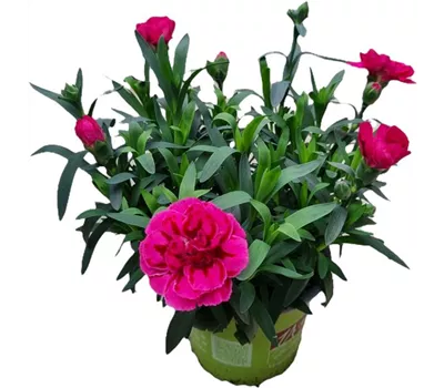Dianthus caryophyllus 'Oscar® Purple Wings'