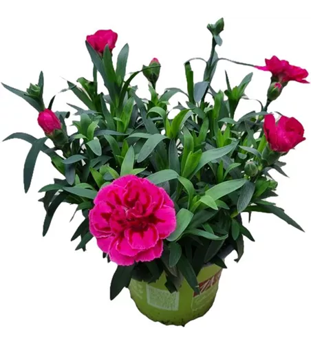 Dianthus caryophyllus 'Oscar® Purple Wings'