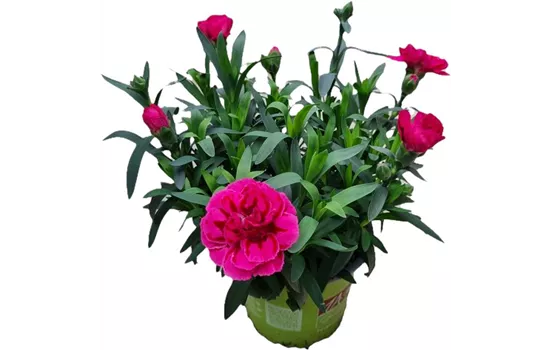 Dianthus caryophyllus 'Oscar® Purple Wings'