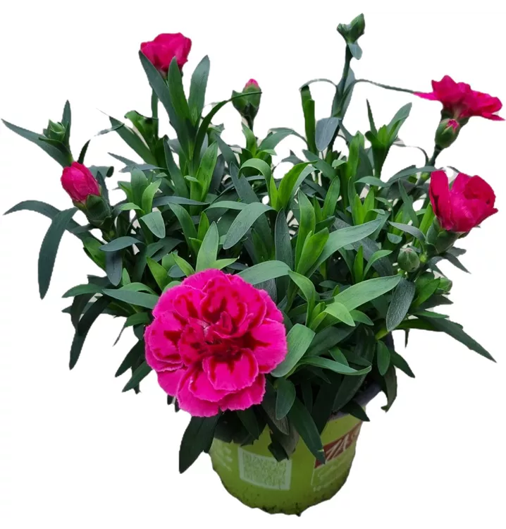Gartennelke 'Oscar® Purple Wings'
