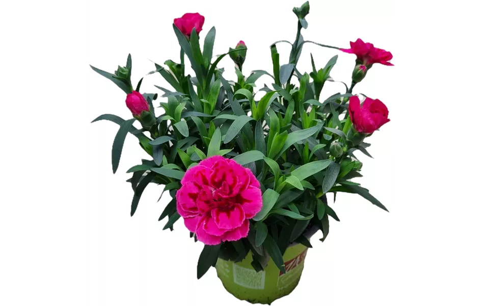 Dianthus caryophyllus 'Oscar® Purple Wings'