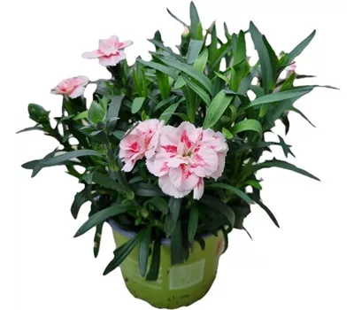 Dianthus caryophyllus 'Oscar® Red Star'