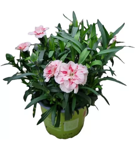 Dianthus caryophyllus 'Oscar® Red Star'