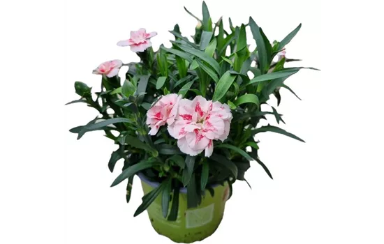 Dianthus caryophyllus 'Oscar® Red Star'