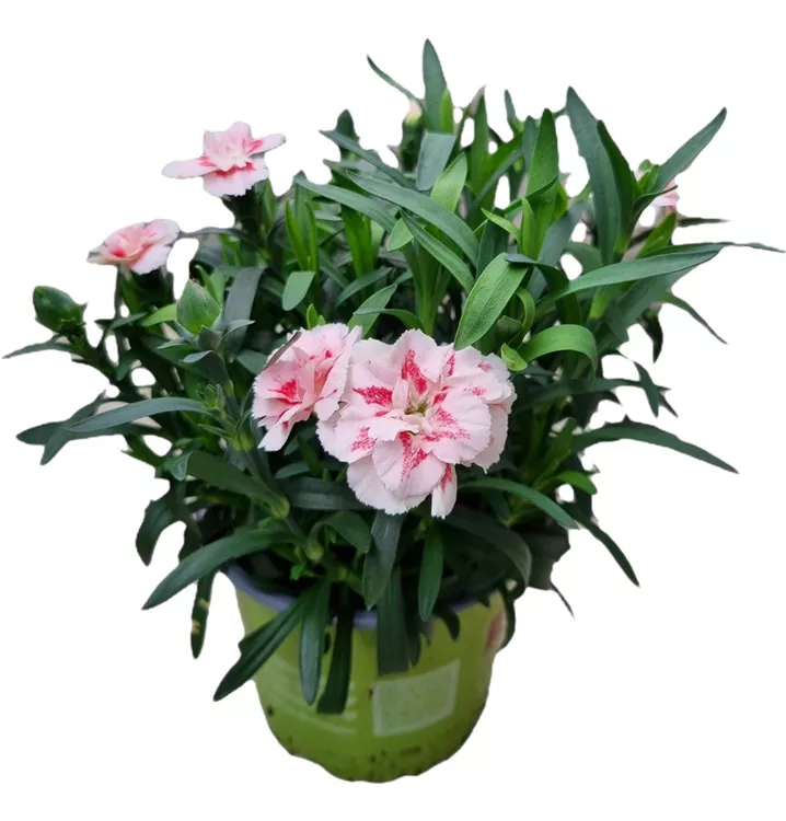 Gartennelke 'Oscar® Red Star'