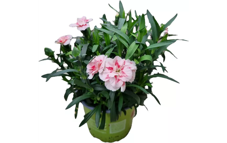 Dianthus caryophyllus 'Oscar® Red Star'