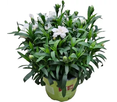 Dianthus caryophyllus 'Oscar® White'