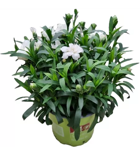 Dianthus caryophyllus 'Oscar® White'