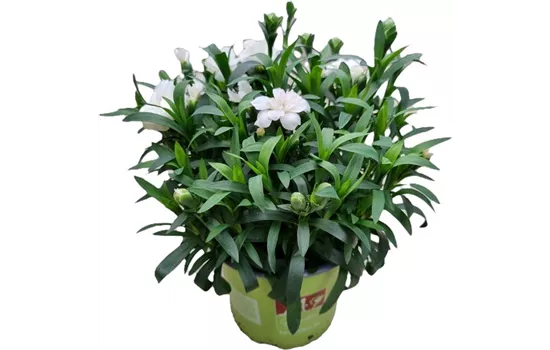 Dianthus caryophyllus 'Oscar® White'