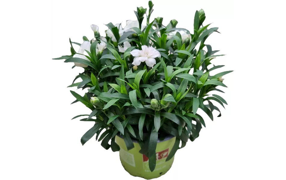 Dianthus caryophyllus 'Oscar® White'