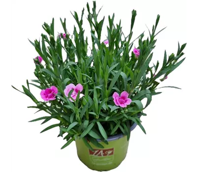 Dianthus 'Pink Kisses'®