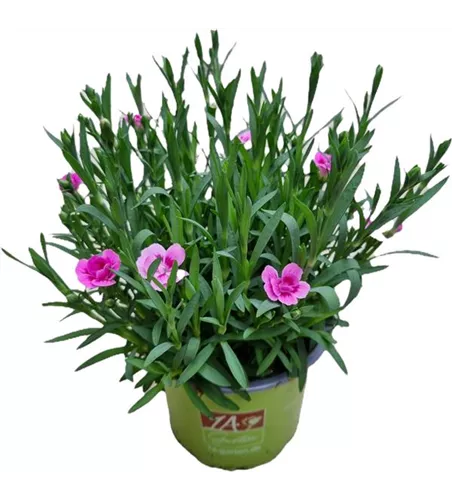 Dianthus 'Pink Kisses'®