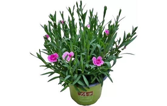 Dianthus 'Pink Kisses'®