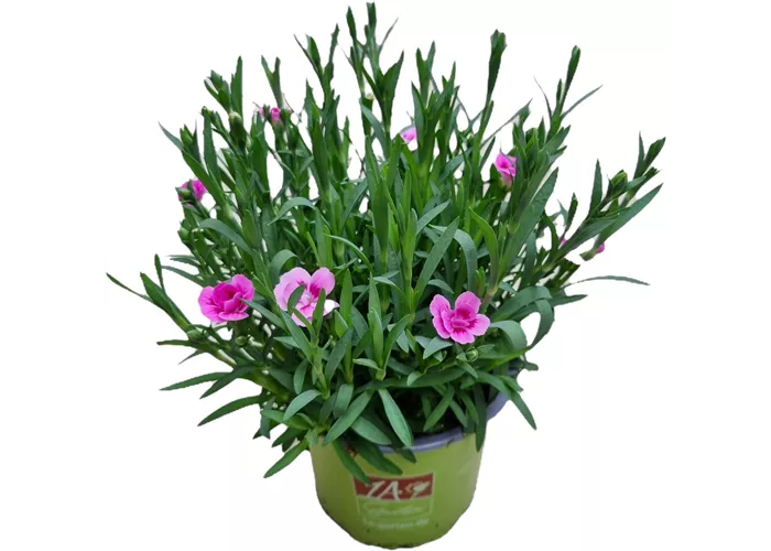 Dianthus 'Pink Kisses'®