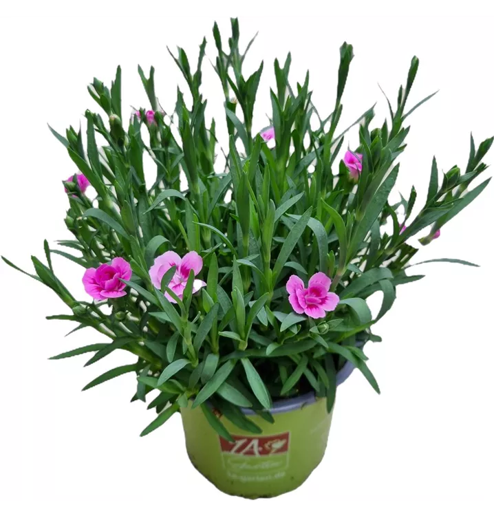 Prinzess-Nelke 'Pink Kisses'®