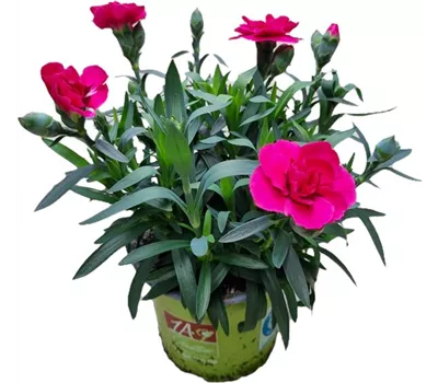 Dianthus caryophyllus 'Oscar'®