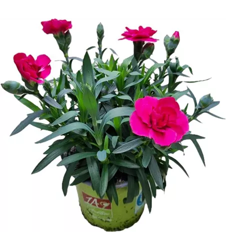 Dianthus caryophyllus 'Oscar'®