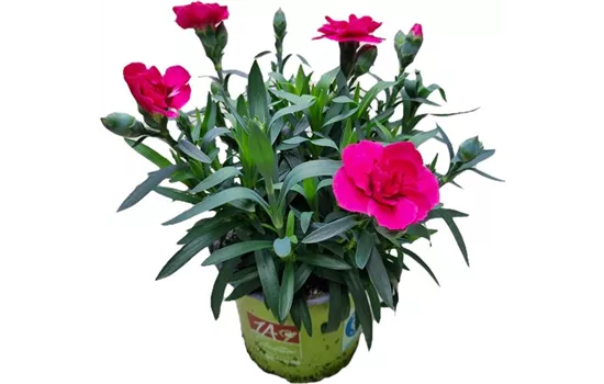 Dianthus caryophyllus 'Oscar'®