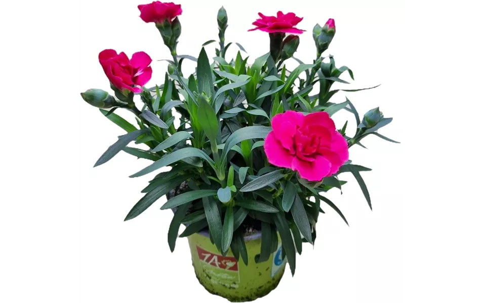 Dianthus caryophyllus 'Oscar'®