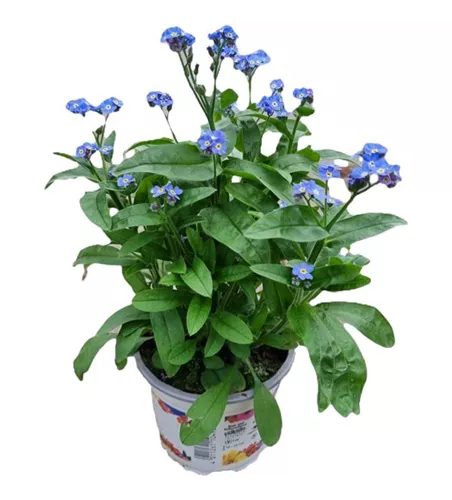 Myosotis sylvatica, blau