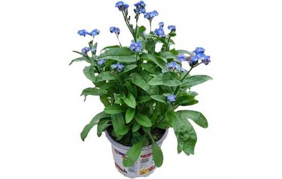 Myosotis sylvatica, blau