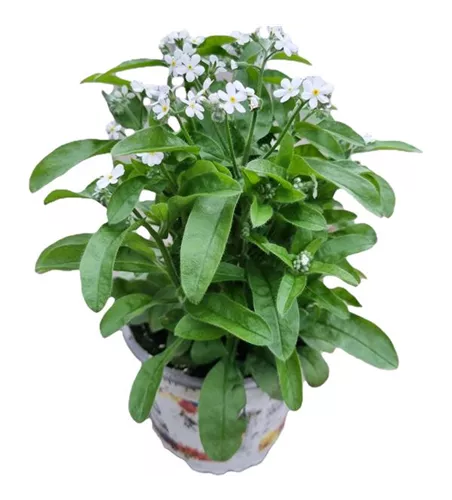 Myosotis sylvatica, weiß