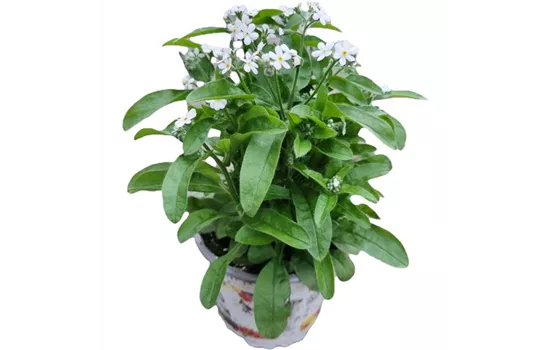 Myosotis sylvatica, weiß