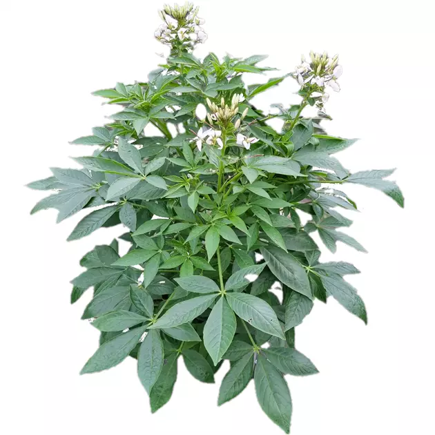 Cleome spinosa 'Seorita Blanca', Spinnenblume, Pflanzen Online und vor Ort  kaufen - 1A Garten Ammer