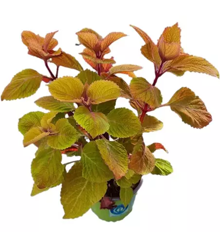 Coleus blu. 'Sunfighter Campfire'