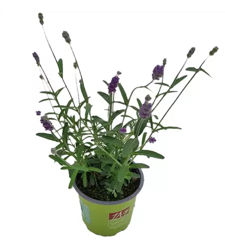 Lavandula angustifolia 'Aromatico Blue'®