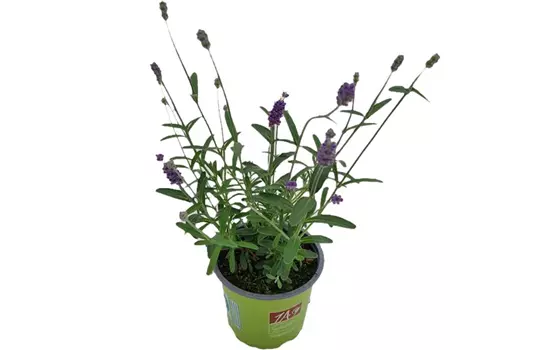 Lavandula angustifolia 'Aromatico Blue'®