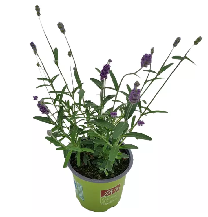 Echter Lavendel 'Aromatico Blue'®