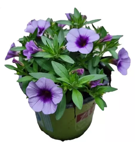 Calibrachoa 'Aloha Kona® Sky Blue'