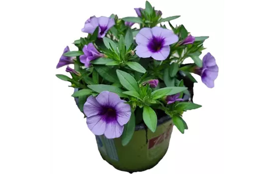 Calibrachoa 'Aloha Kona® Sky Blue'