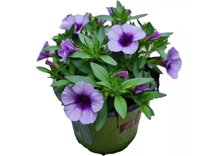 Calibrachoa 'Aloha Kona® Sky Blue'