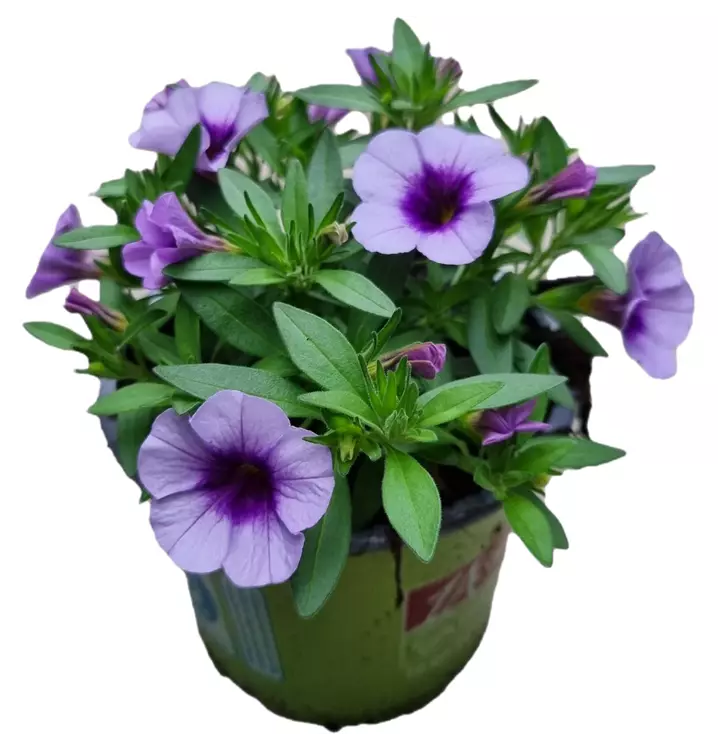 Zauberglöckchen 'Aloha Kona® Sky Blue'