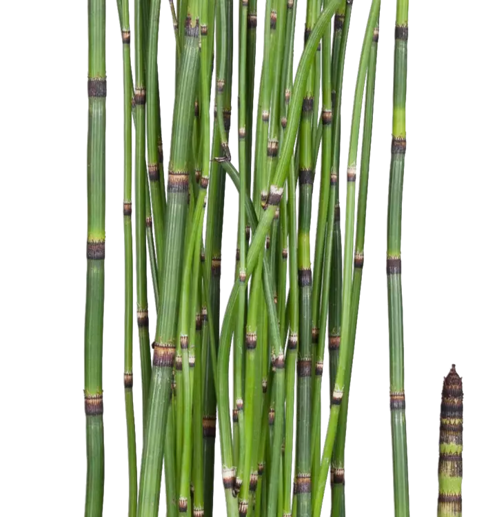 Winter-Schachtelhalm