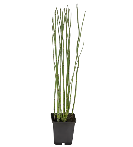 Equisetum hyemale
