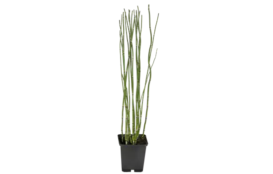 Equisetum hyemale