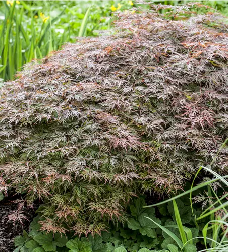 Acer palmatum 'Dissectum Garnet'