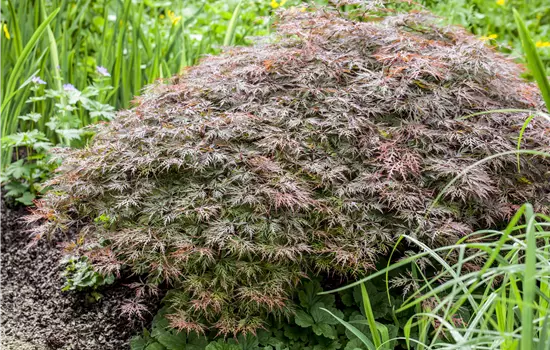 Acer palmatum 'Dissectum Garnet'