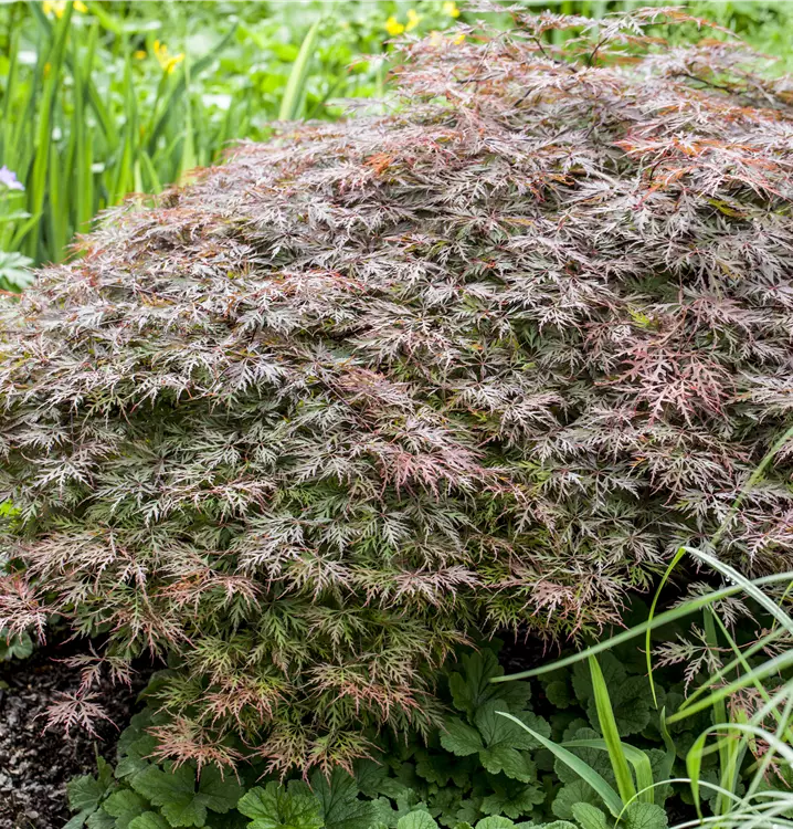 Dunkelroter Schlitzahorn 'Dissectum Garnet'