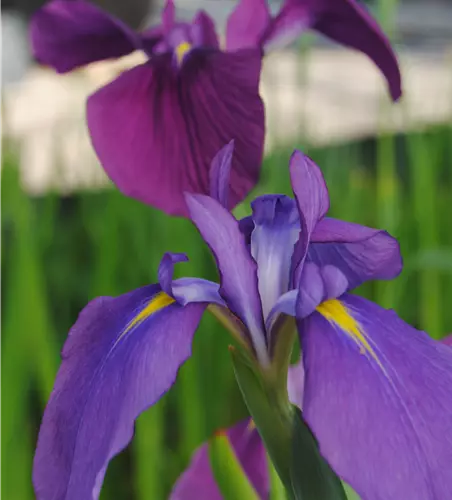 Iris ensata