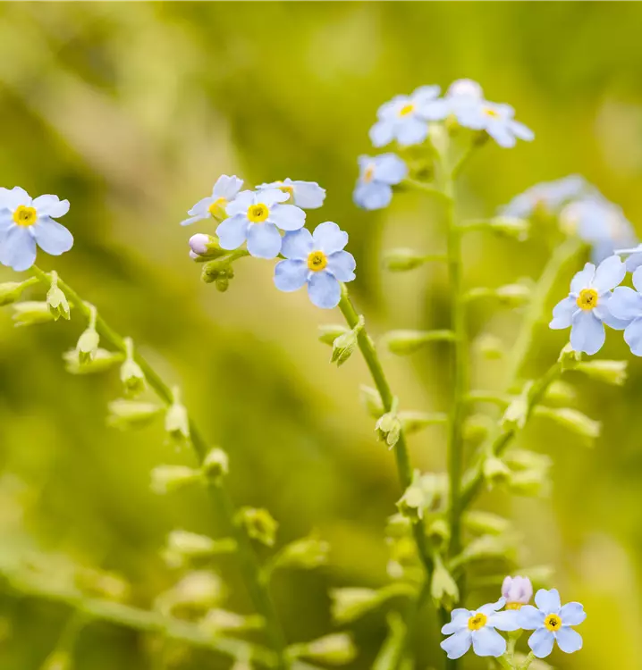 Sumpf-Vergissmeinnicht 'Thüringen'