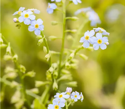 Myosotis scorpioides 'Thüringen'