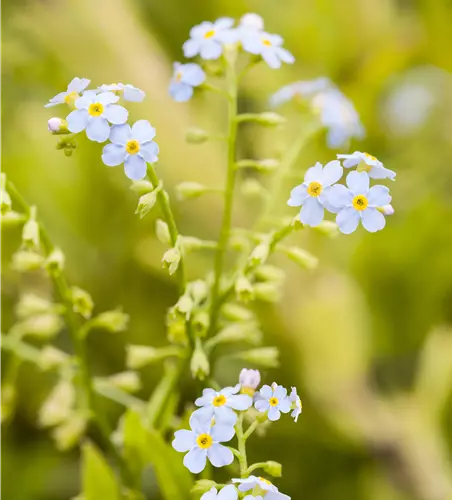 Myosotis scorpioides 'Thüringen'
