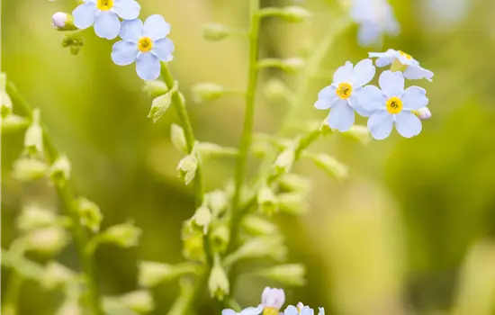Myosotis scorpioides 'Thüringen'